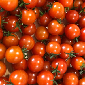 もうすぐ終了！朝採れ！ミニトマト♫「サマー千果」常温発送