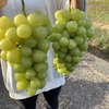 [山梨県勝沼産]特大シャインマスカット‼︎数に限りがございます。お早めにどうぞ。