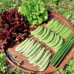 “自然栽培（無農薬・無肥料・除草剤不使用）”固定種野菜セット5～6種