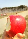 【ピンクレディ™】 完熟小玉りんご(家庭用に最適な14玉)
