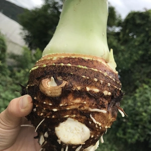 ほっこり美味しい里芋の親芋