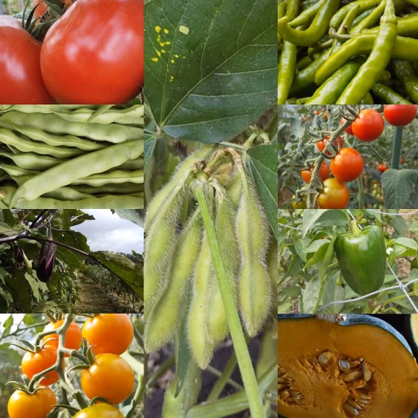 朝採り！無農薬無化学肥料 信州伊那谷★旬の野菜セット 9/29発送