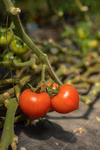 （A）美人さんトマト