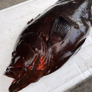 【魚突き】動画あり　傷ありクロハタ1.4kg鱗、内臓処理済