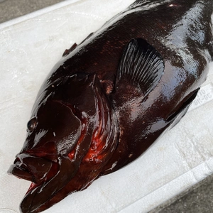 【魚突き】動画あり　傷ありクロハタ1.4kg鱗、内臓処理済