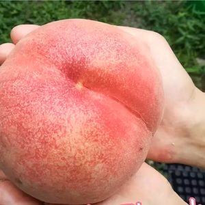 食べて驚き！？　パリパリッカリカリ食感★大玉「おどろき」