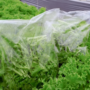 サラダの彩りに！フリルレタス