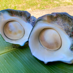 【徳之島産】夜光貝　1.2kg（殻付き）捌き方動画あり