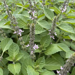 神聖なるハーブ【ホーリーバジル2種とタイバジル(ホーラパー)】