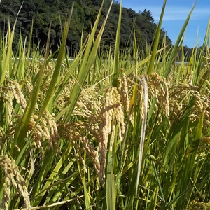 気候変動に毎日対応、玄米、精米も対応