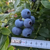 【大粒】食べたらわかる！甘くて大きなブルーベリー！