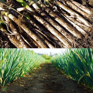 訳あり 長ねぎ 5kg 約35本 新潟県産 無選別【農家直送】農薬化学肥料不使用