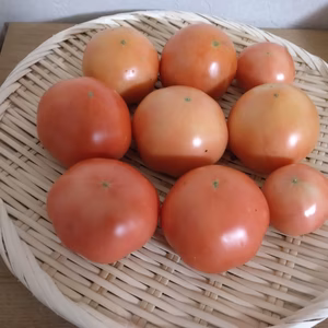 くっきりスターマーク　東春の愛西市特産大玉トマト