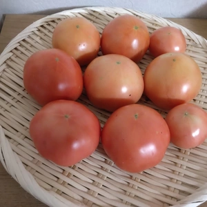 くっきりスターマーク　東春の愛西市特産大玉トマト