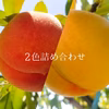 山形の豊かな自然で、園主が愛情を注ぎ込んだ桃『2色詰め合わせ』※8月8日頃から〜