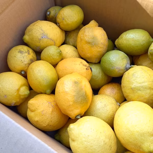 【福袋2026】訳あり　無農薬レモン5kg