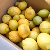 【福袋2026】訳あり　無農薬レモン5kg