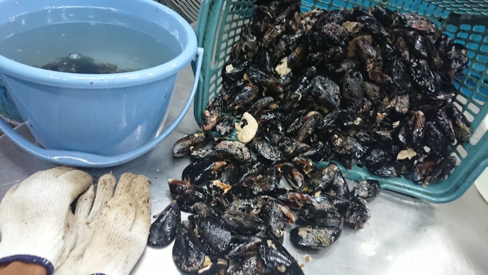 岩手山田湾の活 ムール貝 農家漁師から産地直送の通販 ポケットマルシェ
