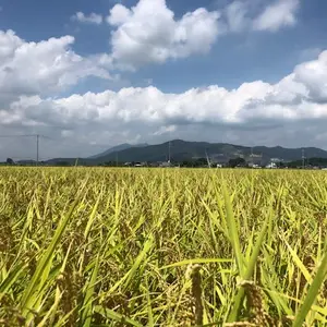 令和4年　茨城県つくば市産　低農薬コシヒカリ２㎏～ 【玄米】