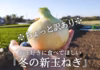 1/6より発送※ちょっと訳あり※新玉好きに食べてほしい『冬の新玉ねぎ』４kg 　