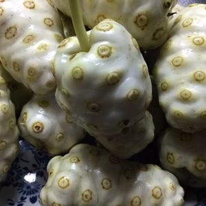 神様からの贈物　ノニ