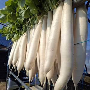 自家製たくあん漬けてみませんか❣「干し大根」トウガラシ＆レシピ付き