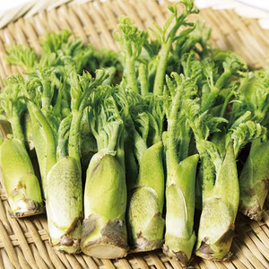【3月17日頃から順次発送】早採り たらの芽 真ダラ 西根の森
