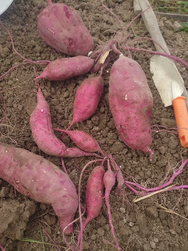 シルクスイート⭐秋の甘いやつ～【大小サイズ込】｜野菜の商品詳細