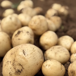 デジマ｜ホクホク旨味あふれる新じゃが　皮ごと食べられる島じゃがいも