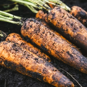 フルーツにんじん アロマレッド 【特別栽培】【訳あり品】