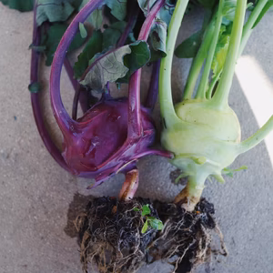 コールラビ　緑と紫のセット【田万里家】【無農薬】