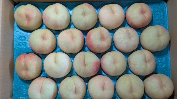 桃あかつき20玉小サイズ