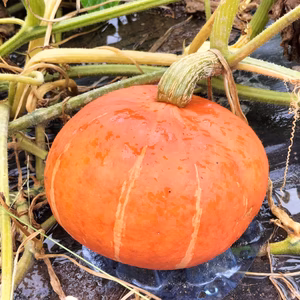 べにくり★赤色鮮やかな栗風味かぼちゃ！(カボチャ、南瓜)