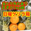 キャンセルで追加1ちりめんか、かえり選び注文柑橘は当たり外れありおまけ1kg