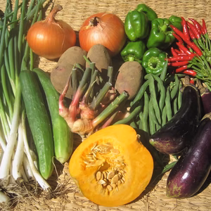 いきものたくさんの畑で育った、季節の野菜セット