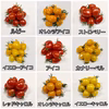 サザキ農園の彩りミニトマト ミックス！