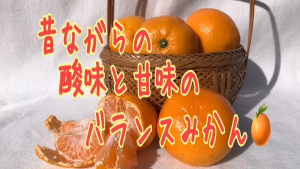 温州みかん　＊＊訳あり＊＊送料無料