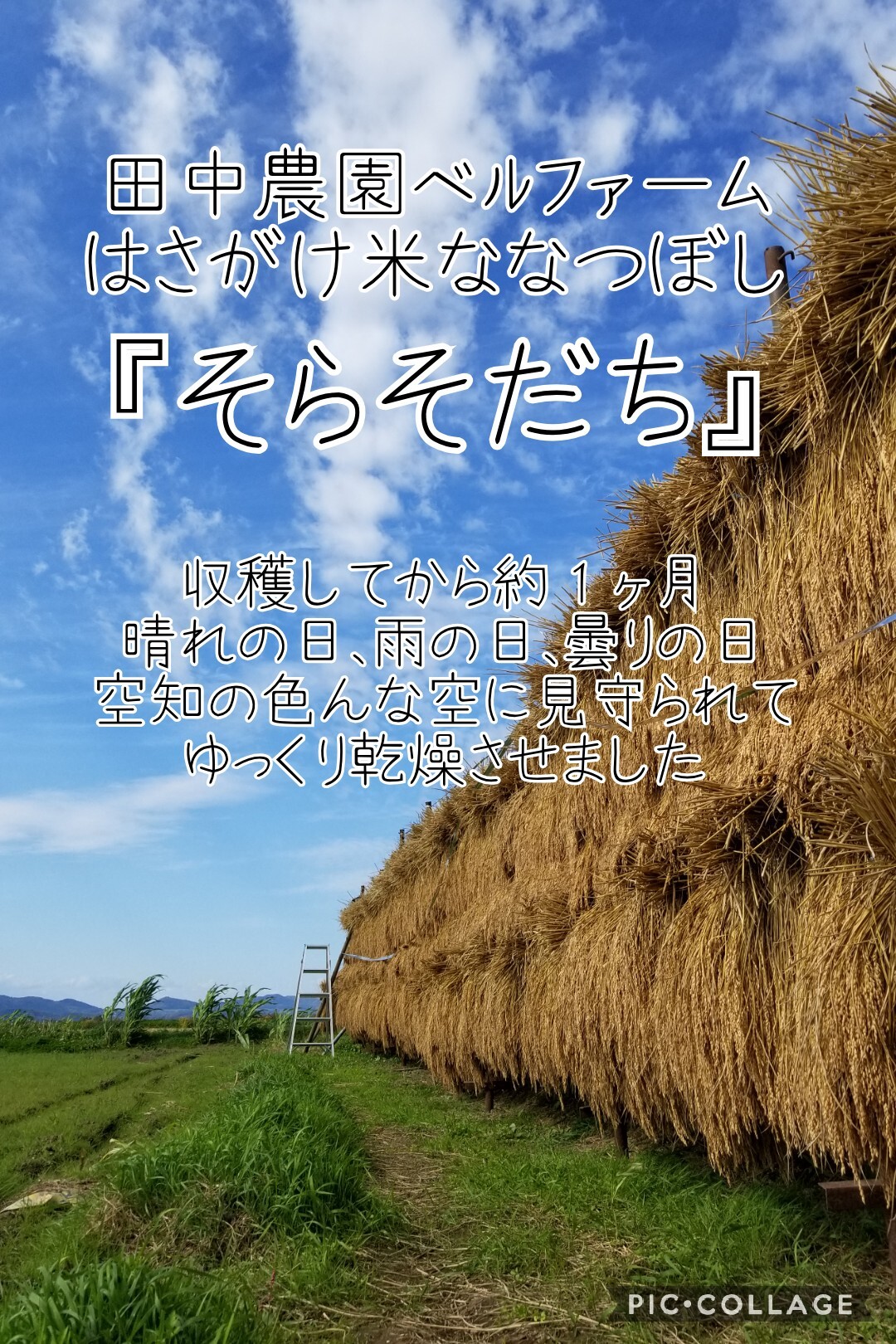 令和2年新米 北海道産天日干しはさがけ米 そらそだち 農家漁師から産地直送の通販 ポケットマルシェ