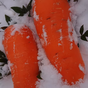 離乳食に‼️ 無農薬・無化学肥料栽培の雪下大根と雪下人参、ホウレン草セット