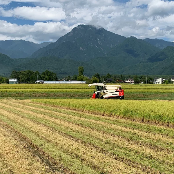 令和5年産【コシヒカリ玄米2kg】安曇野産自家製一等米｜米・穀類の商品