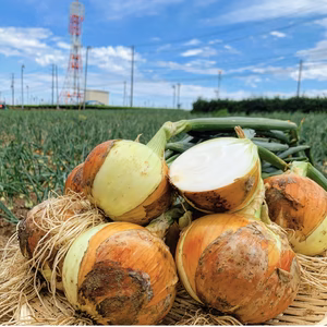地元の清流で育てた甘い玉ねぎ(3kg or 5kg)