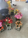 農家直送　ガーベラ ミックス