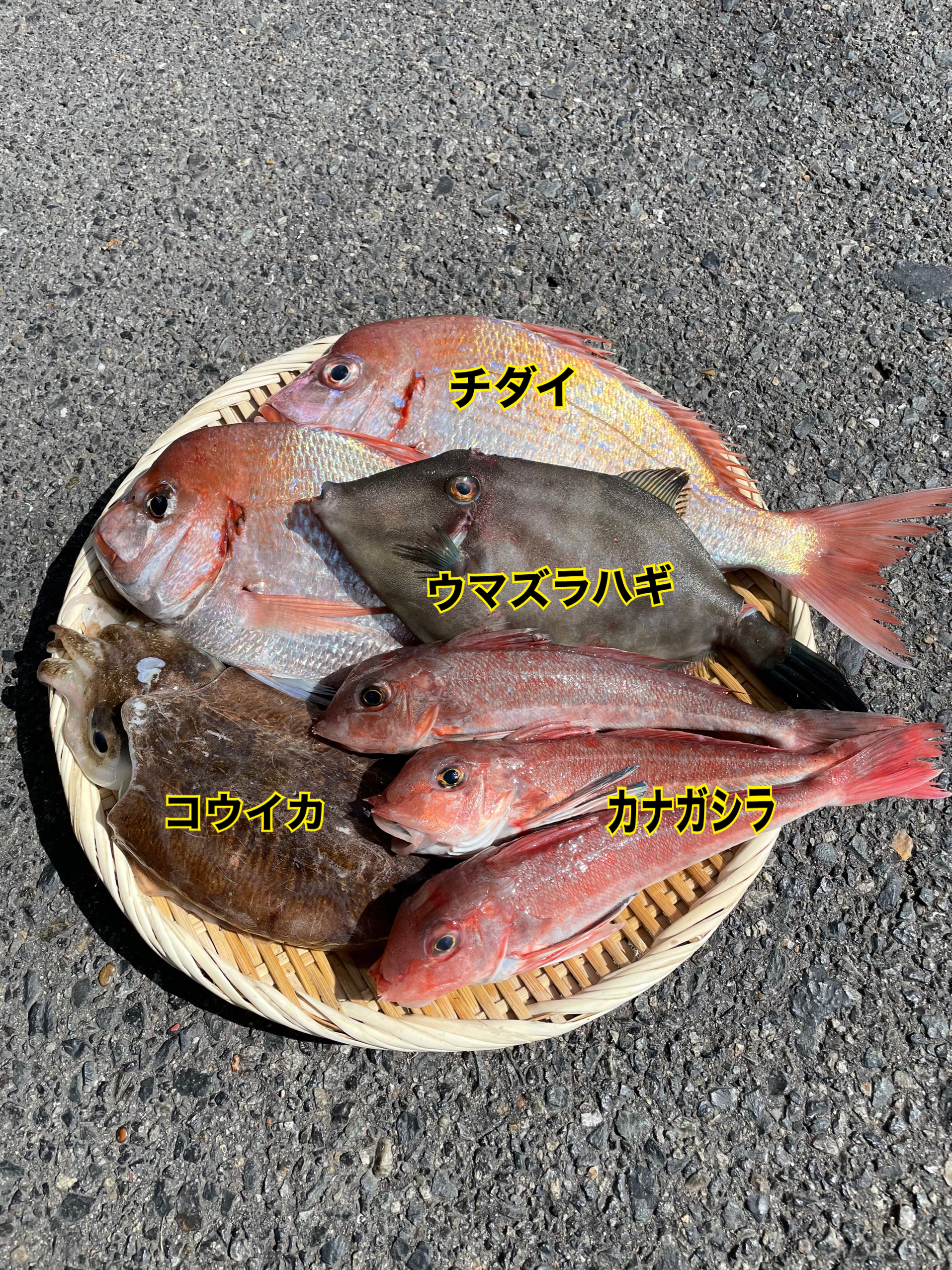 瀬戸内の鮮魚詰め合わせ 2kg 80サイズ 農家漁師から産地直送の通販 ポケットマルシェ