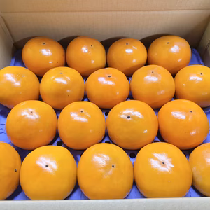 令和7年産 石川県産 エコ栽培 富有柿 かき カキ 1箱 Mサイズ