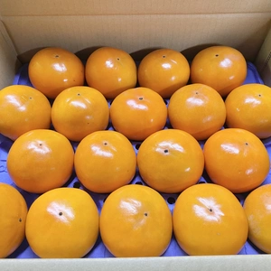 令和5年産 石川県産 エコ栽培 富有柿 かき カキ 1箱 Mサイズ