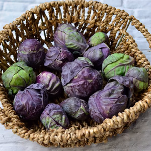 【お得！珍しい】紫芽キャベツ【静岡県磐田市産】