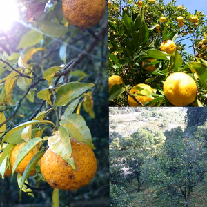 すぐ出荷！本場高知県産！ゆず玉3ｋｇ（20~35個・農薬：栽培期間中不使用）