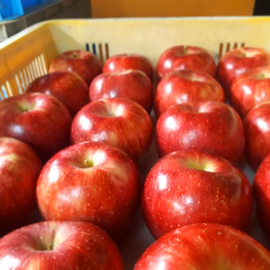 B5 おうちくだもの  ようこちゃん5キロ(12~18玉)