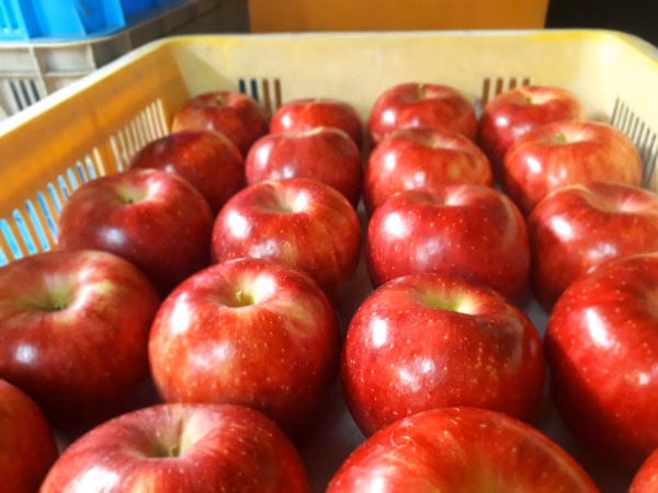 B5 おうちくだもの  ようこちゃん5キロ(12~18玉)