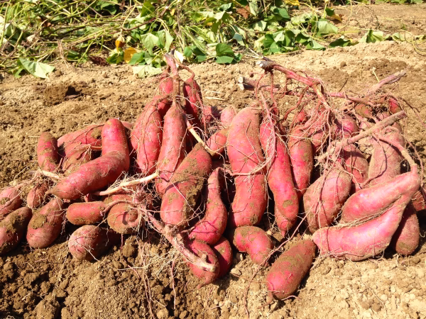 【お得な箱売り】 大人氣‼︎ 甘くてホクホク♪香り良し☆MEGLIYの紅はるか